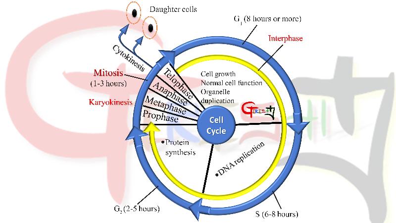 cell cycle